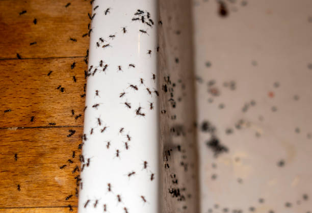 Flea Control Services in Corpus Christi, TX